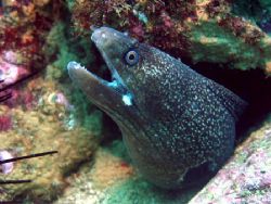 Hourglass Moray eel - Machalilla, Ecuador by Gyorgy Gutierrez 